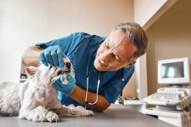 Best Emergency Care for Gum Disease in Wailua, HI